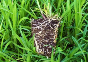 liriope_roots
