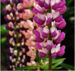 lupinus