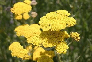 Achillea__Moonsh_4b913341a1079