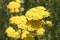 Achillea__Moonsh_4b913341a1079