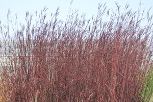 Andropogon_gerar_5fff4e33b3f71