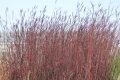 Andropogon_gerar_5fff4e33b3f71
