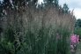 Calamagrostis_x__4bad13b929426