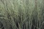 Calamagrostis_x__4bad155dda2a2