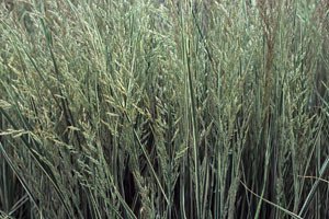 Calamagrostis_x__4bad155de42e7