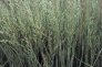 Calamagrostis_x__4bad155de42e7